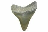 , Fossil Megalodon Tooth - Georgia #338785-1